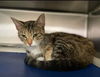 Sheetz:  Not At the Shelter