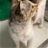 Lassie: Visit at Lynchburg PetSmart