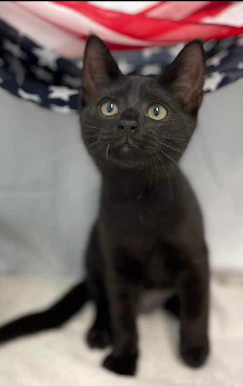 Tulip: Visit at Lynchburg PetSmart