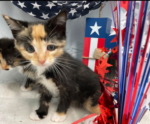 Scoria: Visit at Petsmart in Lynchburg
