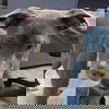 Sosa: Not At the Shelter