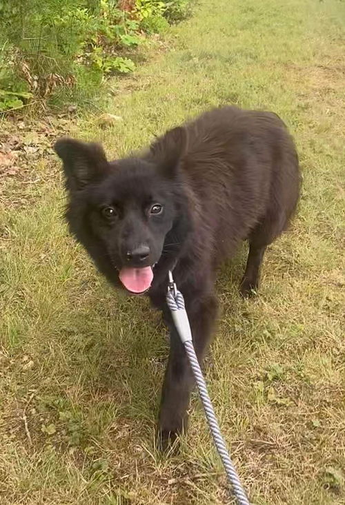 Harry - At the Shelter