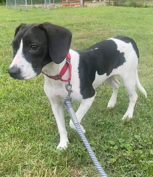 Luna Beagle:  At the Shelter
