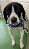 Luna Beagle:  At the Shelter
