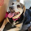 Abigail Beagle: Not At the Shelter