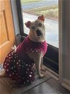 Josie: not at the shelter: adoption sponsored