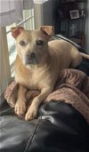 adoptable Dog in rustburg, VA named Josie: not at the shelter: adoption sponsored