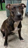 Chase: At the Shelter