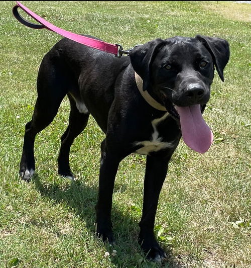 Huckleberry - At the Shelter