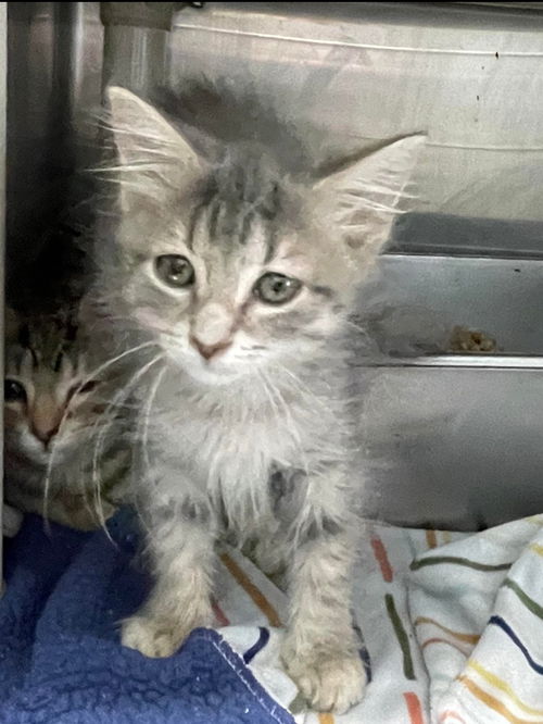 Fannie: Visit at Petsmart in Lynchburg