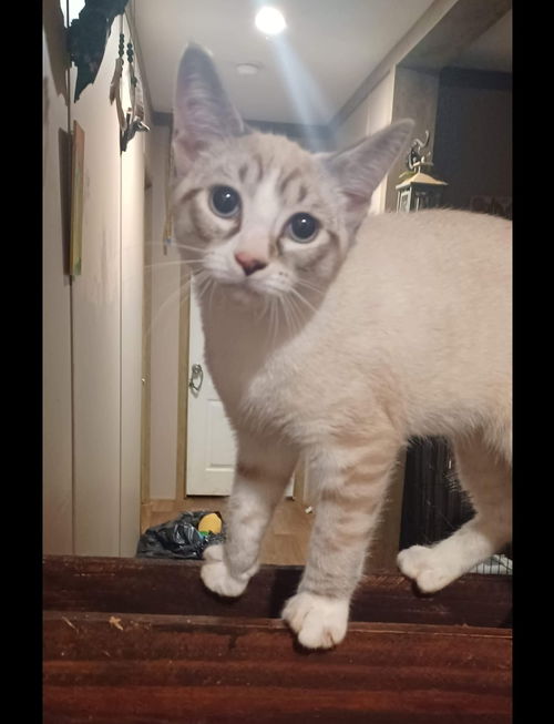 Loki - Not at the Shelter