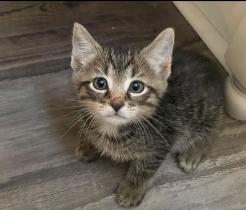 Jordan - Not at the Shelter