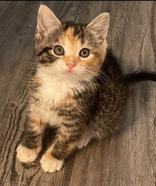 Miranda - Not at the Shelter