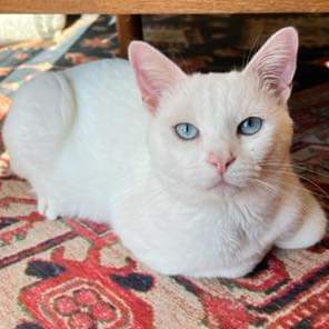 Crete - Not at the Shelter