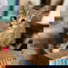 Truffles: visit at Petsmart in Lynchburg
