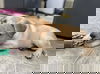 Estella: Not at the Shelter