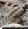 Screech - At the Shelter