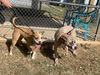 Harleigh: at the shelter