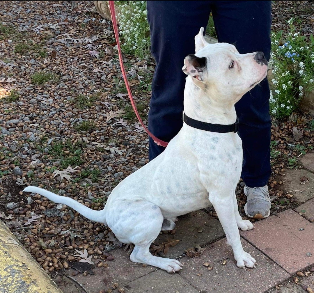 Dog for Adoption Scooby At the Shelter, a Pit Bull Terrier in