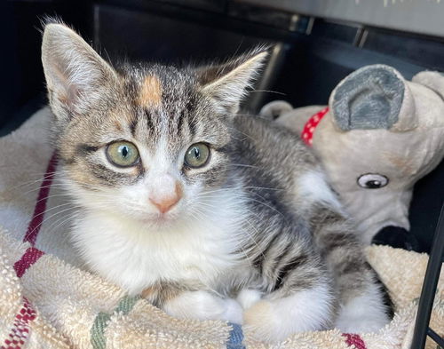 Lilac: Not at the Shelter