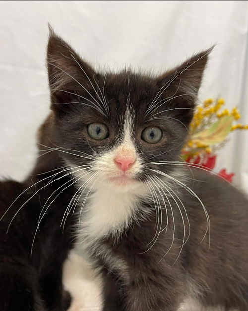 Sea Star - Not At the Shelter