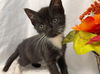 Avondale - Not At the Shelter