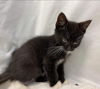 Avondale - Not At the Shelter