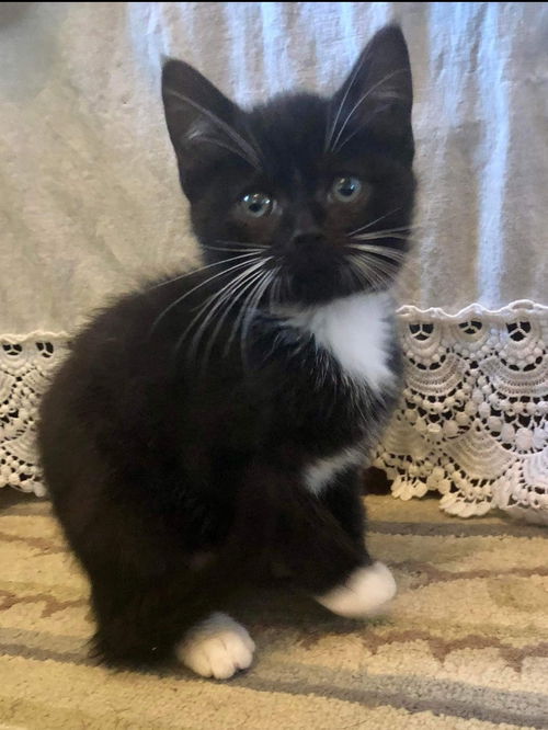 Avondale - Not At the Shelter