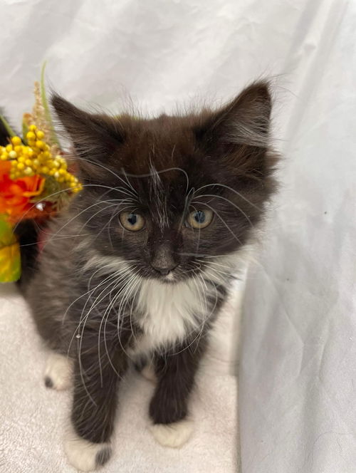 Drifan -  Not At the Shelter