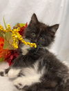 Drifan -  Not At the Shelter