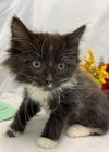 Drifan -  Not At the Shelter
