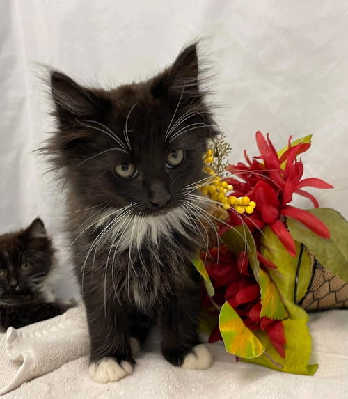 Little Treasure - Not at the Shelter