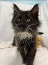 Little Treasure - Not at the Shelter