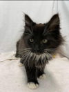 Little Treasure - Not at the Shelter