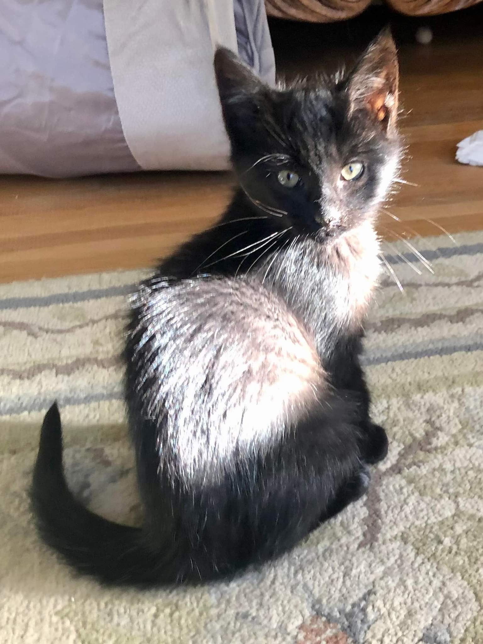 Cats for Adoption in Farmville, Virginia Alpha Paw