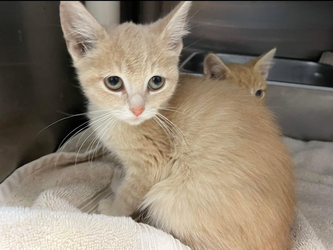 Cats for Adoption in Lynchburg, Virginia Alpha Paw