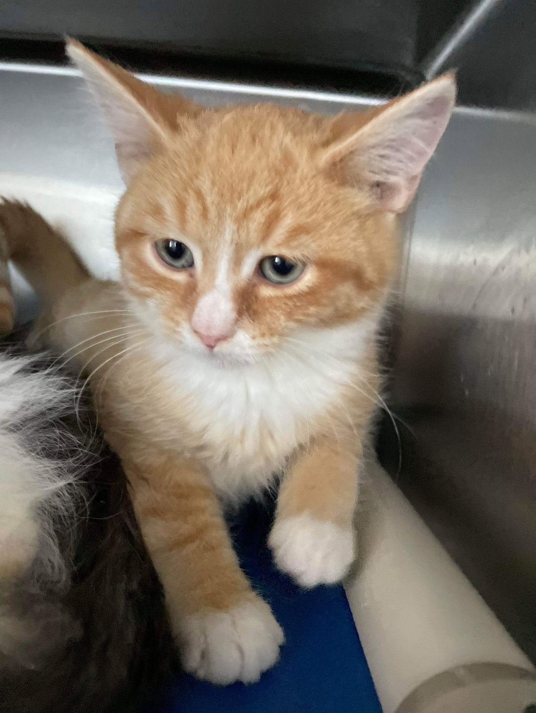Cats for Adoption in Lynchburg, Virginia Alpha Paw