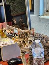 Ginny: Visit at Petsmart in Lynchburg