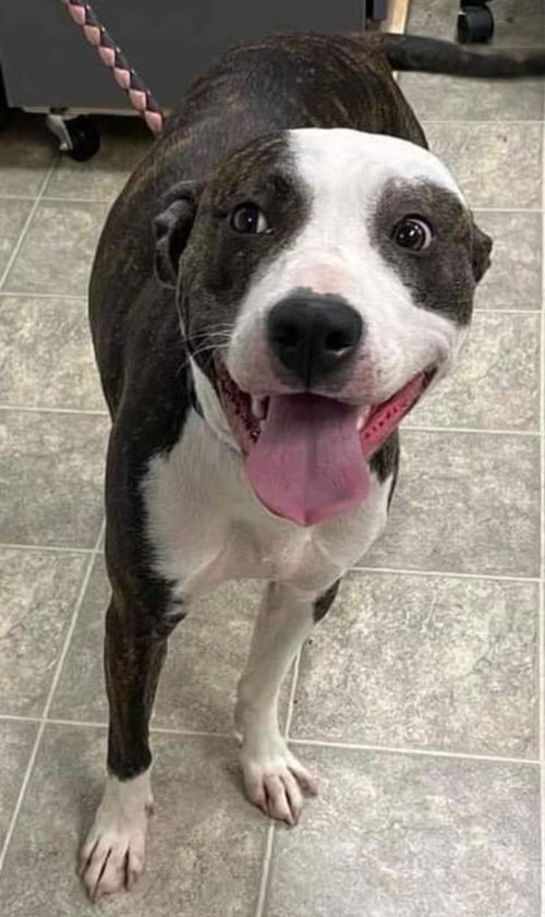 Rosie - At the Shelter