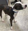 Rosie - At the Shelter