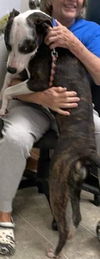 Rosie - At the Shelter