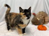 Aefa: At the Shelter