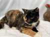 Aefa: At the Shelter