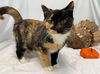 Aefa: At the Shelter