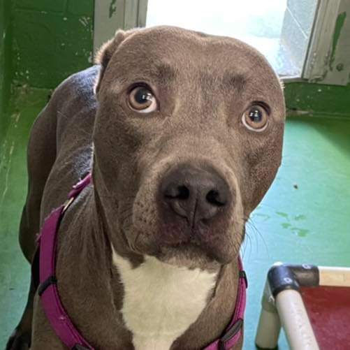 Dog for Adoption - Harley - At the Shelter, a Pit Bull Terrier in ...