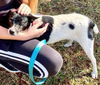 Tiny Angel: Not At the Shelter