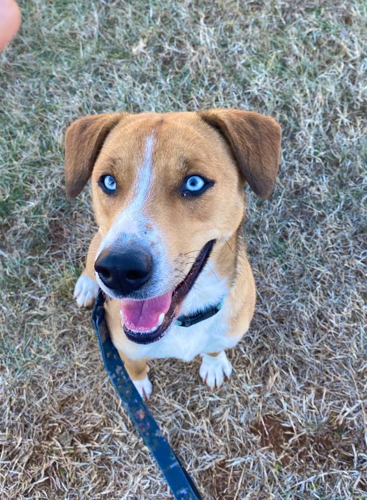 Dog for Adoption - Byrd: At the Shelter, a Beagle in Appomattox, VA ...