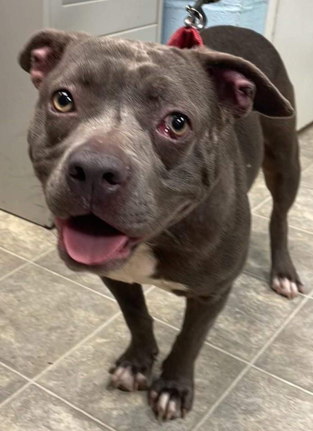 Dog for Adoption Martha Not At the Shelter, a Pit Bull Terrier in