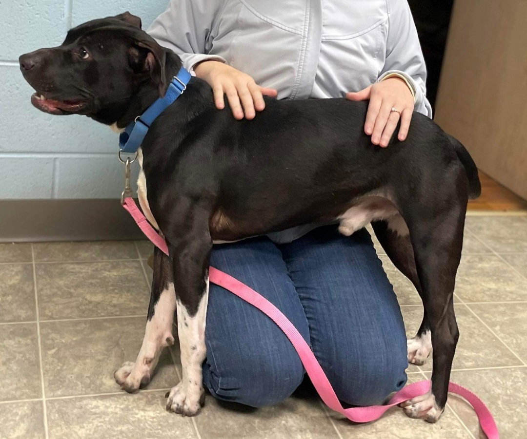Dog for Adoption Walter At the Shelter, a Pit Bull Terrier in