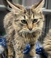 Wing: Visit at Petsmart in Lynchburg